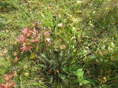Oxytropis strobilacea