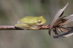 Hyperolius semidiscus