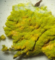 Chrysothrix granulosa