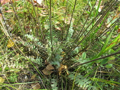 Oxytropis strobilacea