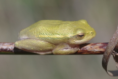 Hyperolius semidiscus