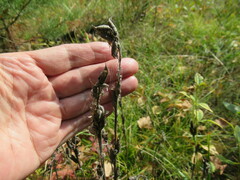 Oxytropis strobilacea