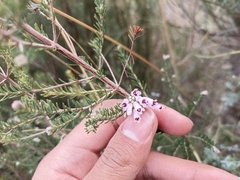 Erica australis