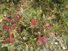 Potentilla fragarioides
