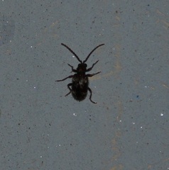 Coleoptera