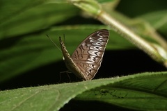 Tanaecia pelea