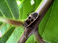 Physopelta fusciscutellata