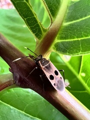 Physopelta fusciscutellata