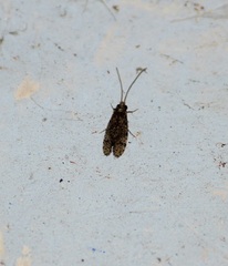 Insecta
