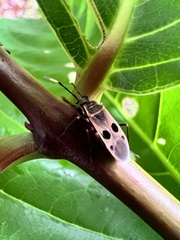 Physopelta fusciscutellata