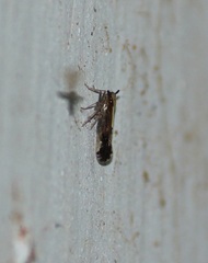 Fulgoromorpha