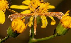 Stenodacma wahlbergi