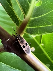 Physopelta fusciscutellata