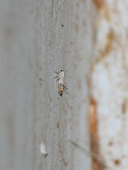 Gelechioidea