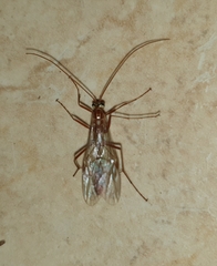 Ophion obscuratus
