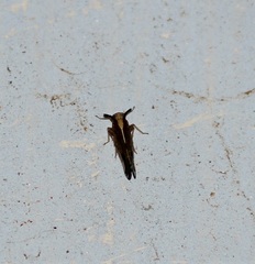 Fulgoromorpha