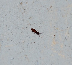 Coleoptera