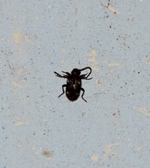 Coleoptera