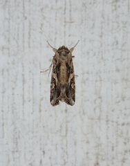 Spodoptera