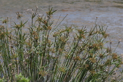 Cyperus textilis