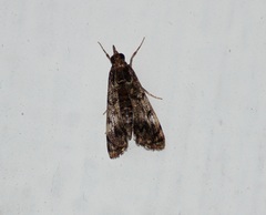Noorda