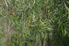 Salix mucronata
