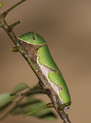 Papilio polytes