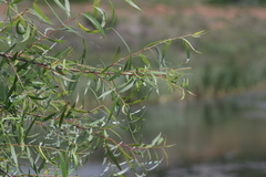 Salix mucronata