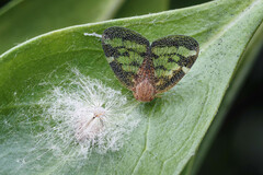 Scolypopa australis