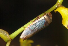 Proconiini