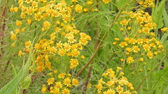 Senecio pampeanus