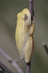 Hyperolius semidiscus