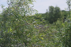 Salix mucronata