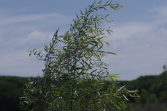 Salix mucronata