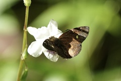 Pseudocoladenia dan