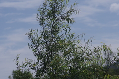 Salix mucronata