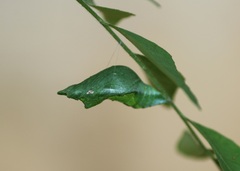 Papilio polytes