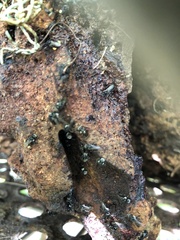 Tetragonula carbonaria