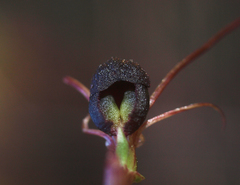 Corybas obscurus