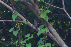 Muscicapa sibirica