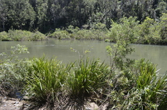 Lomandra hystrix