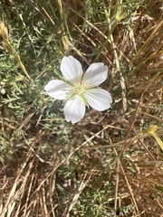Geranium incanum