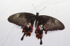 Papilio polytes