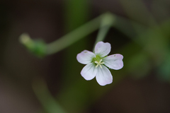 Geranium retrorsum