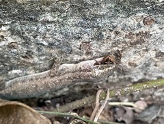 Psammophilus dorsalis