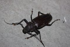 Mallodonopsis mexicanus
