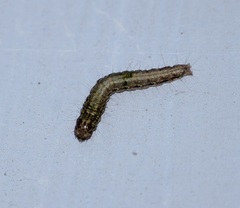Lepidoptera