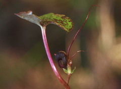 Corybas obscurus