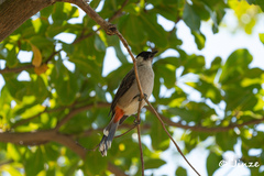 Pycnonotus aurigaster