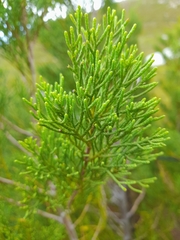 Widdringtonia nodiflora